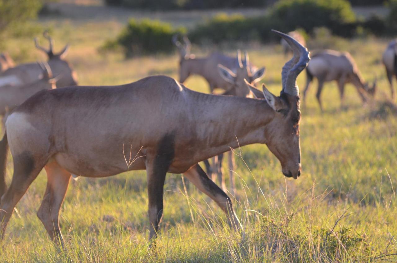 Lalibela Game Reserve Lentaba Safari Lodge Paterson Экстерьер фото