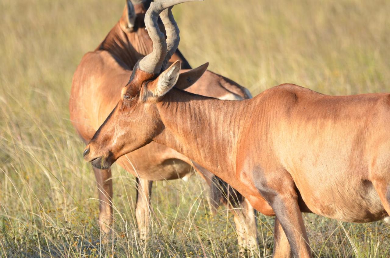 Lalibela Game Reserve Lentaba Safari Lodge Paterson Экстерьер фото