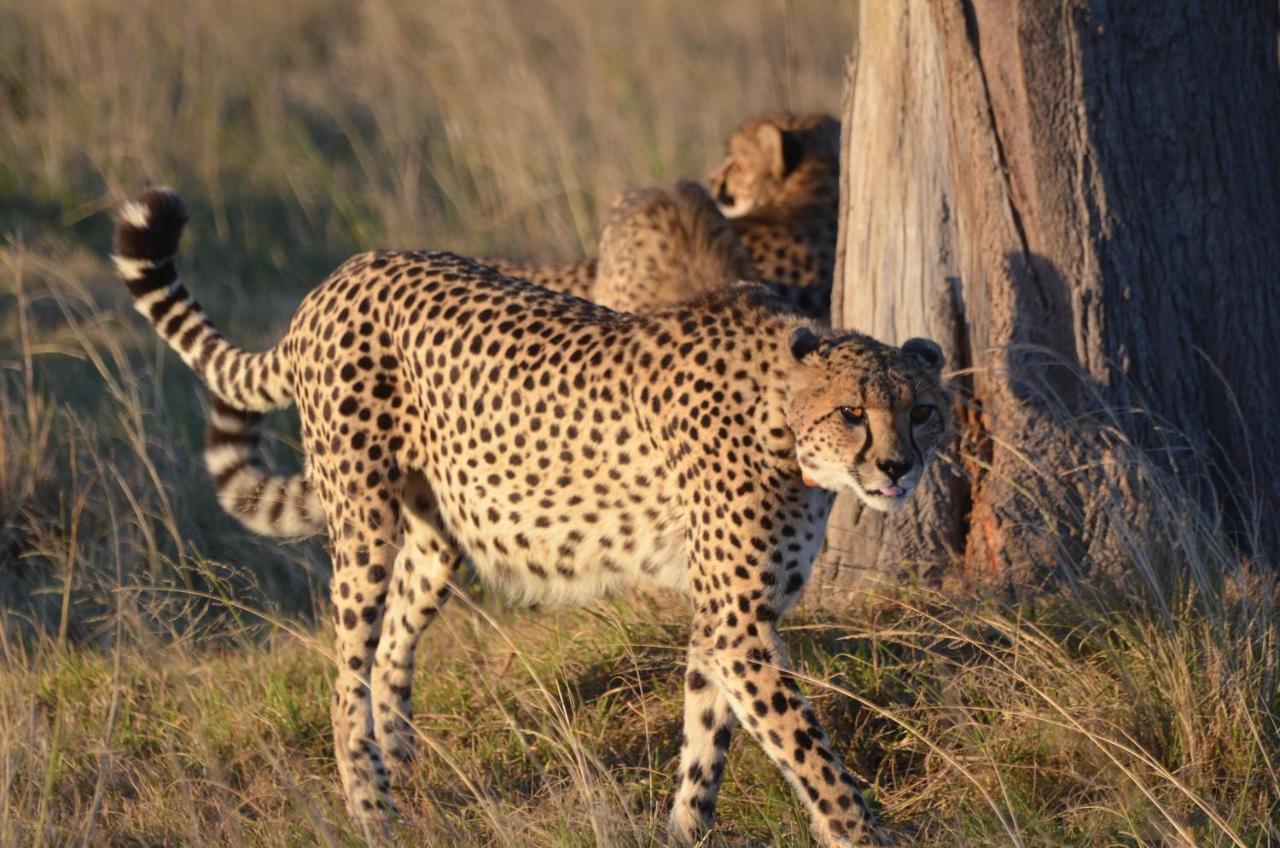 Lalibela Game Reserve Lentaba Safari Lodge Paterson Экстерьер фото